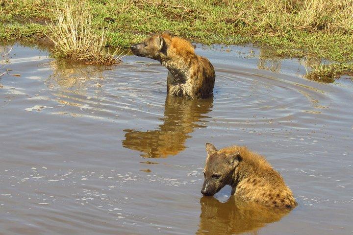サファリ8日間アンボセリ、大地溝帯湖＆マサイマラ