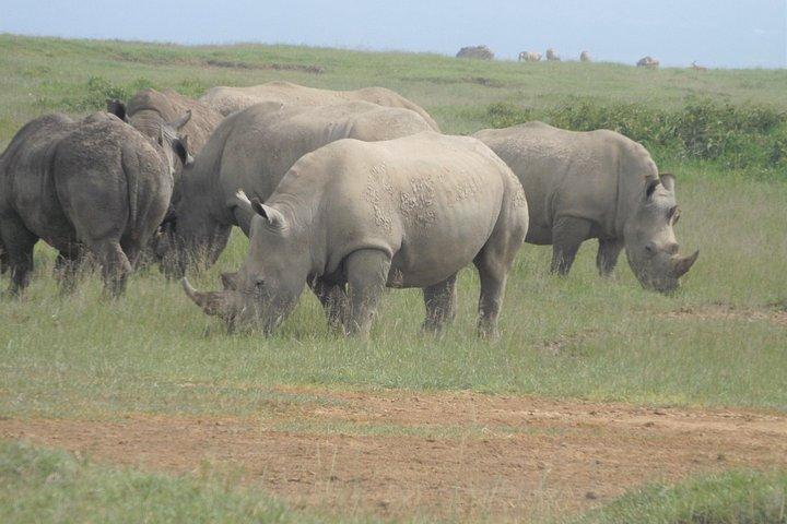 サファリ8日間アンボセリ、大地溝帯湖＆マサイマラ