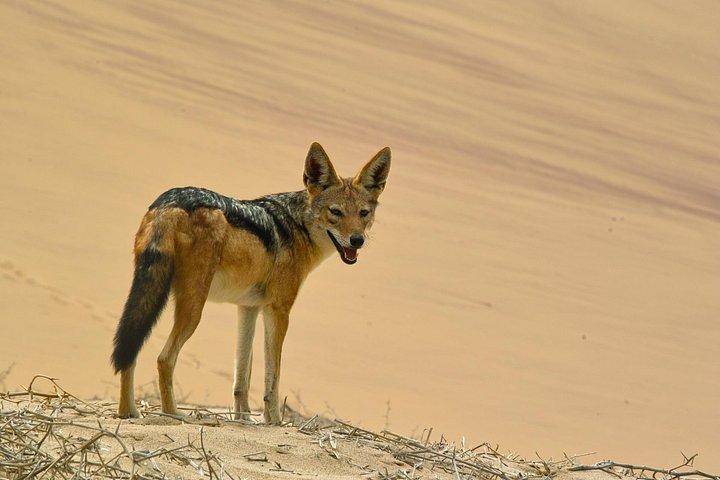 Sandwich Harbour- Guided Self-Drive Tour from Walvis Bay