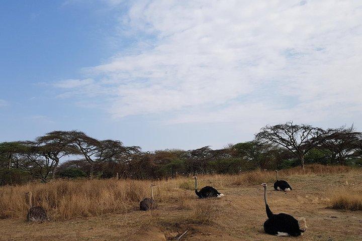 Excursão etíope pelos lagos do Vale do Rift, em 2 dias, em Adis Abeba