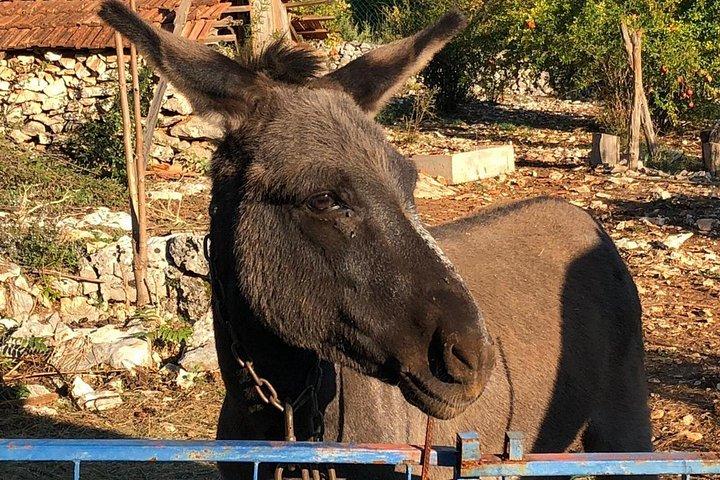 スプリットからのプライベート日帰り旅行は、ドゥブロヴニクで旧村の本格的なランチエンドを訪れます