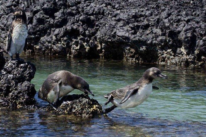 Isabela Island Explorer 3 days 2 nights