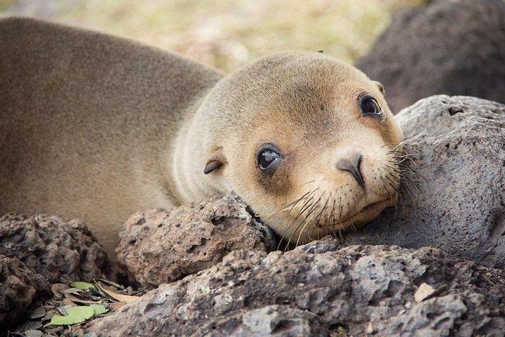 Excursion de 12 jours à Cusco, Machu Picchu et îles Galápagos