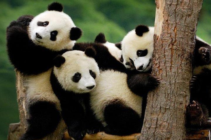 Privat Everland Theme Park-tur