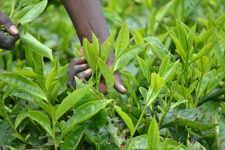 Excursion to Kiambethu Tea Farm