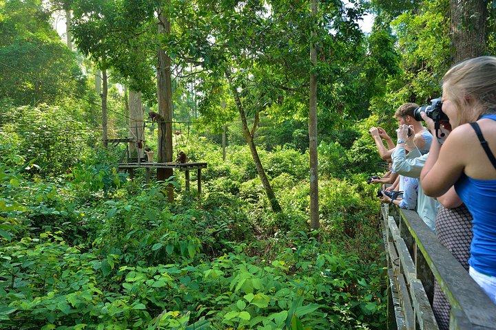 Sepilok Orang Utan e Bornean Sun Bear Center con Sandakan City Tour con pranzo