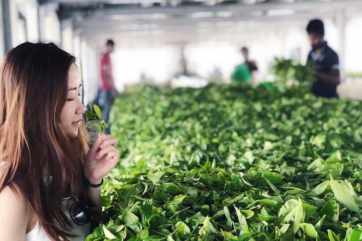 Explore Nuwara Eliya | Experience the Best Tea in the World