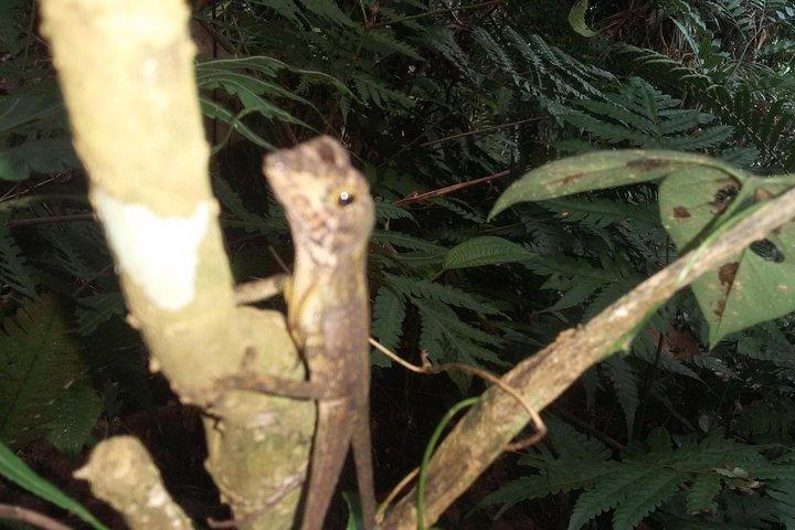 Sinharaja Rain Forest Ein-Tages-Tour