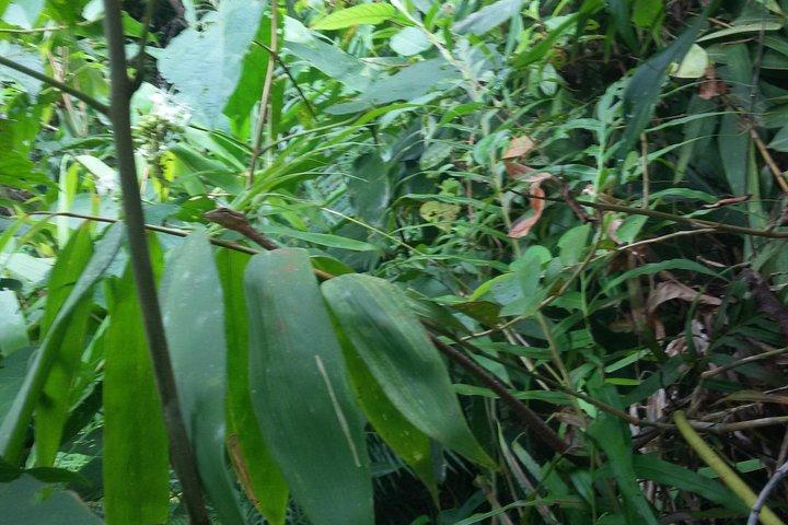 Sinharaja Rain Forest Ein-Tages-Tour