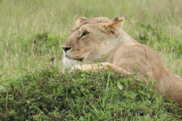 4 Days Enthralling Safaris in Kenya-lake Nakuru Masai Mara