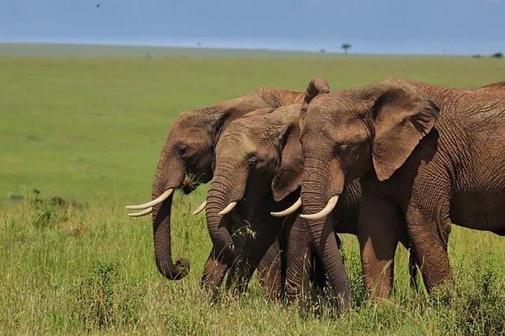 4 Days Enthralling Safaris in Kenya-lake Nakuru Masai Mara