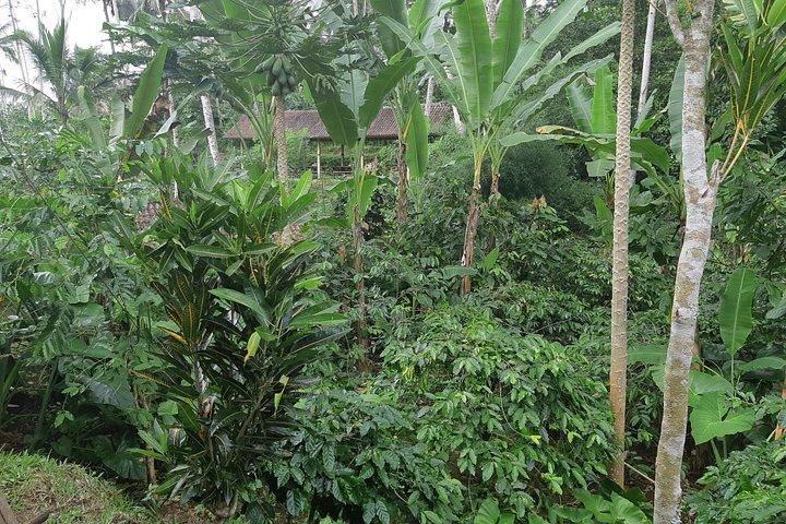 Excursiones a templos antiguos, cascadas y cafetales