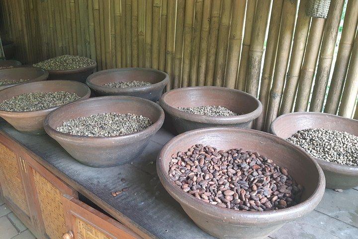 Excursiones a templos antiguos, cascadas y cafetales