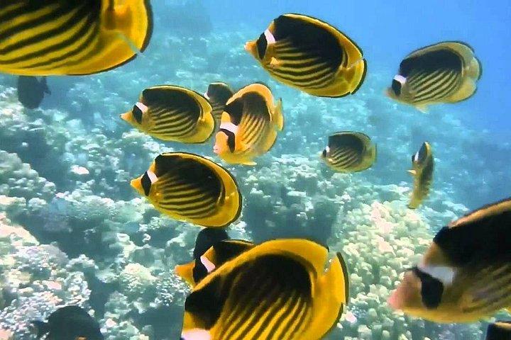 ハルガダからの紅海シュノーケリング