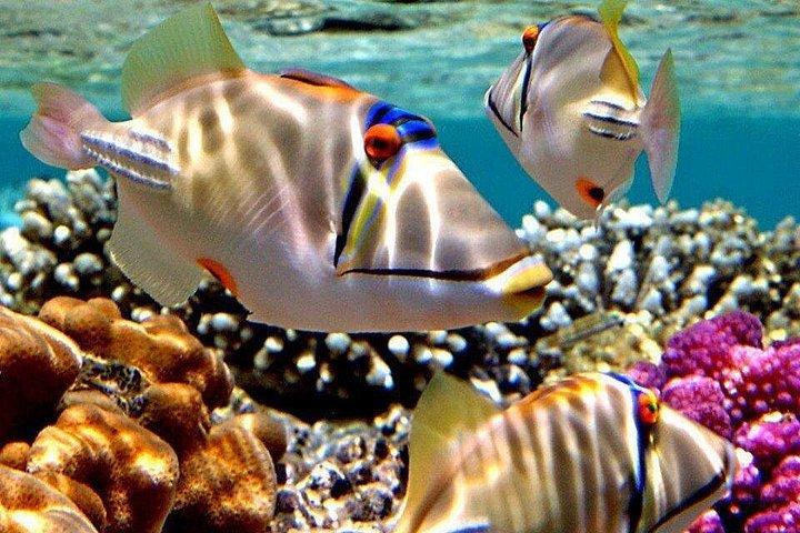 ハルガダからの紅海シュノーケリング