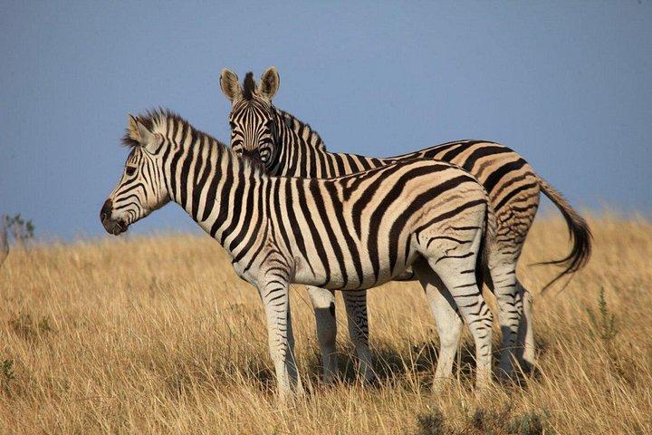 ケープタウン発、4x4サファリ付き2日間南アフリカ野生動物ツアー