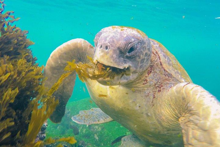 7-Tage-Galapagos-Grundlagen