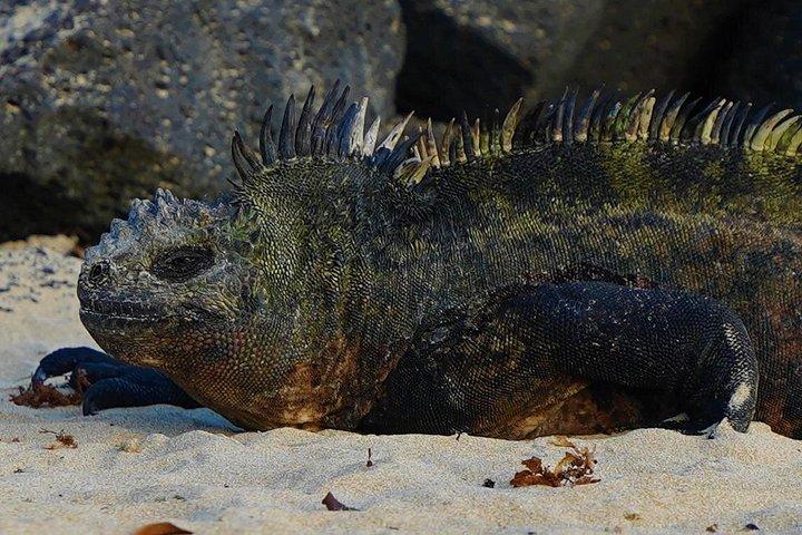 7-Day Galapagos Essentials