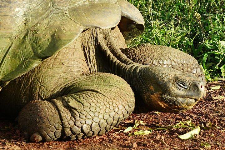 7-Tage-Galapagos-Grundlagen
