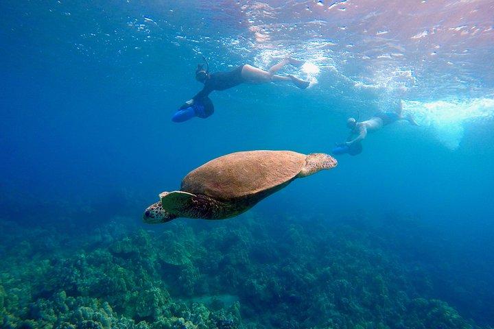 シースクーターシュノーケリングツアー(写真とビデオ付き)ワイレアビーチ