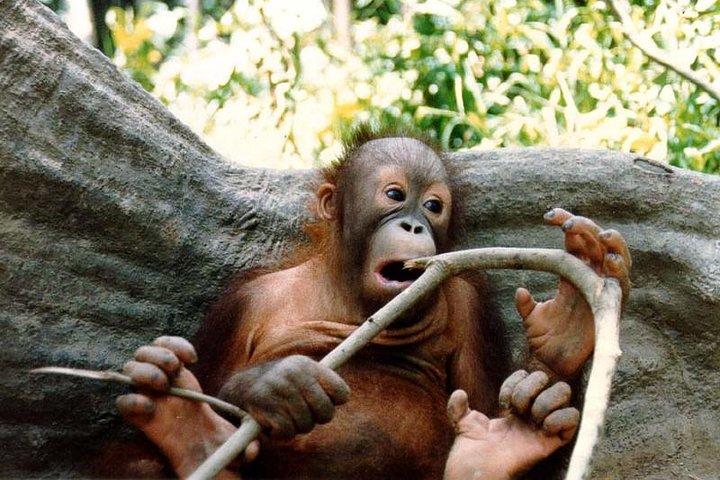 Sepilok Orang Utan & Bornean Sun Bear Centre with Sandakan City Tour with Lunch