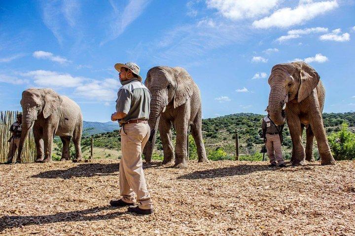 ケープタウン発、4x4サファリ付き2日間南アフリカ野生動物ツアー