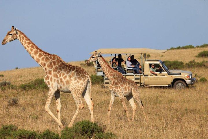 ケープタウン発、4x4サファリ付き2日間南アフリカ野生動物ツアー
