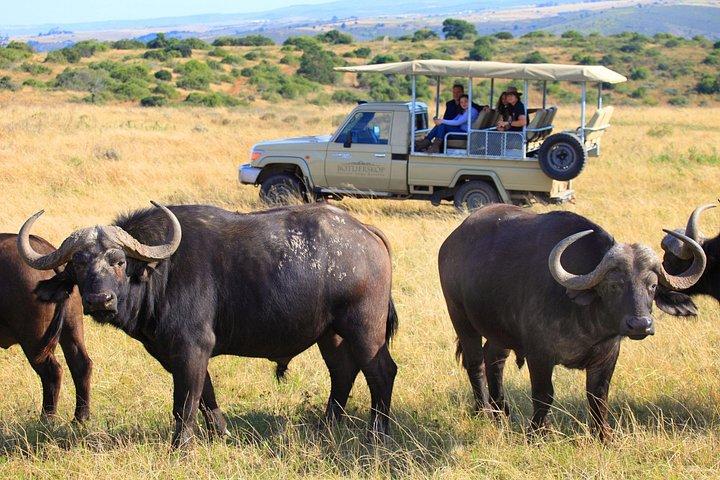 ケープタウン発、4x4サファリ付き2日間南アフリカ野生動物ツアー