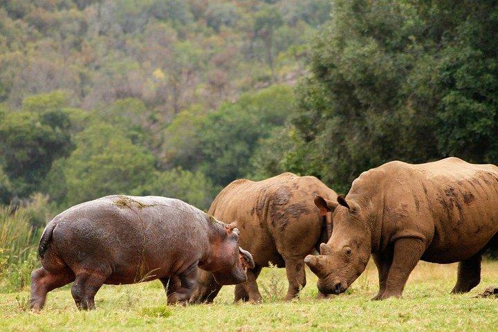 ケープタウン発、4x4サファリ付き2日間南アフリカ野生動物ツアー