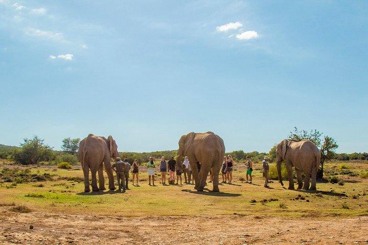 ケープタウン発、4x4サファリ付き2日間南アフリカ野生動物ツアー