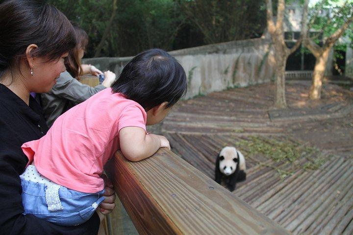 Excursión privada de medio día a la base de investigación de pandas de Chengdu