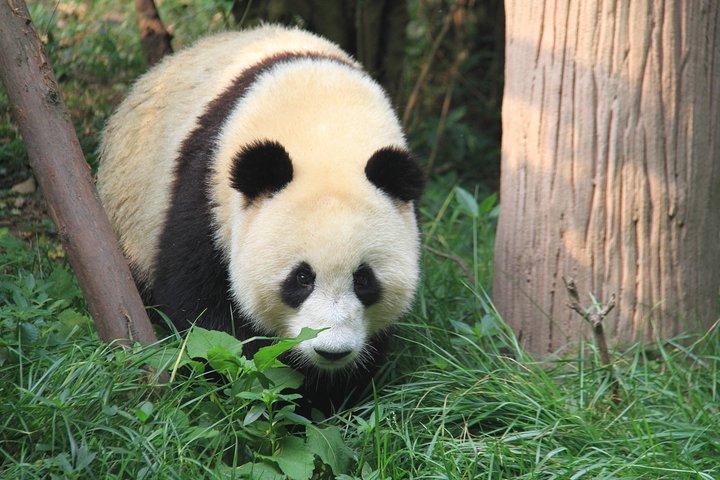1日成都パンダ基地と楽山大仏のプライベートツアー、昼食付き