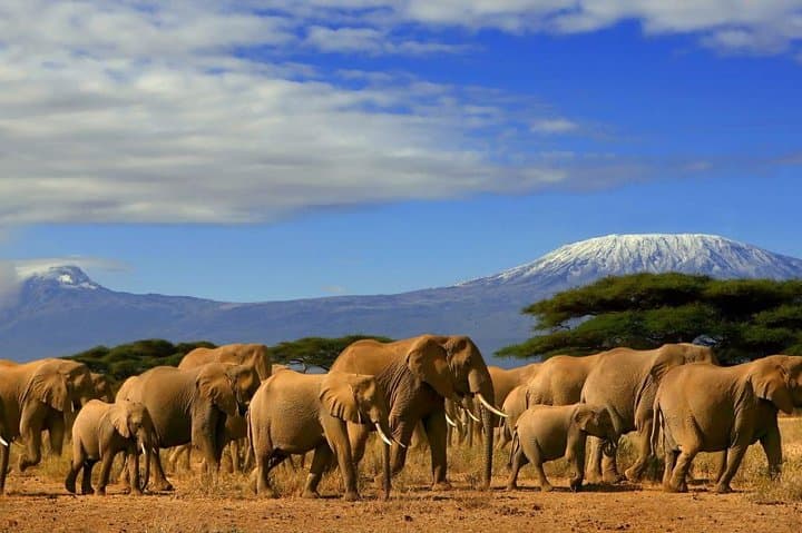 Overnight Amboseli National Park Safari from Nairobi