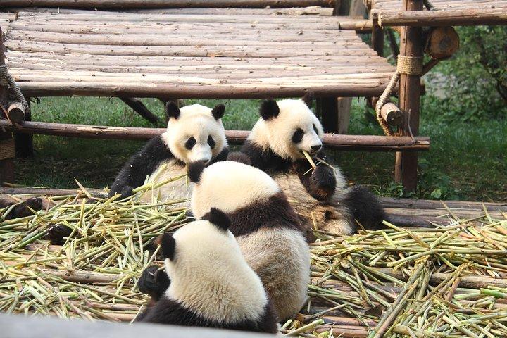 1日成都パンダ基地と楽山大仏のプライベートツアー、昼食付き