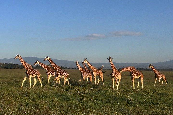 12 jours de safari en lodge privé au Kenya et en Tanzanie au départ de Nairobi