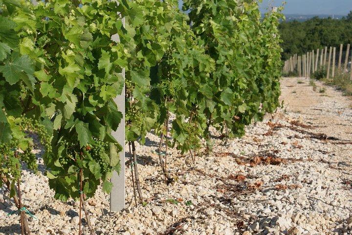 Wine Tour & Tasting (Herzegovina)