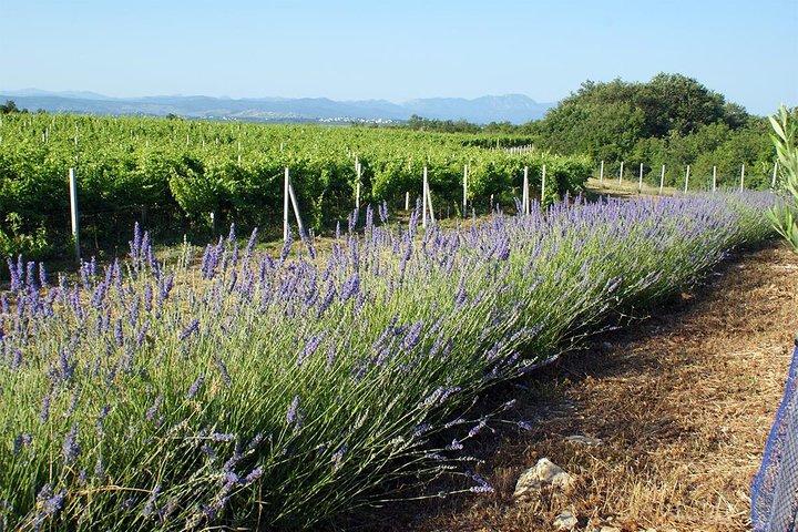 Wine Tour & Tasting (Herzegovina)