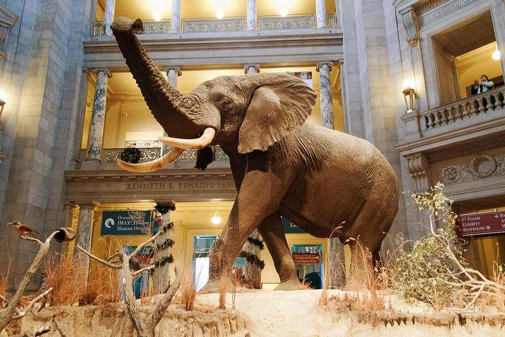 Smithsonian Museum of Natural History Small Group Tour: 8ppl Max
