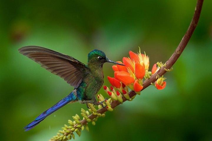Birdwatching day at Chicaque Cloud Forest.