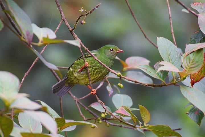 Birdwatching day at Chicaque Cloud Forest.