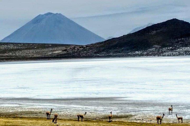 サリナス ソルト ラグーン プライベート ツアー - アレキパからの日帰り旅行