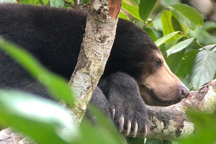 Sepilok Orang Utan e Bornean Sun Bear Center con Sandakan City Tour con pranzo