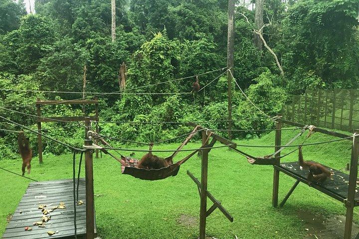 Sepilok Orang Utan e Bornean Sun Bear Center con Sandakan City Tour con pranzo
