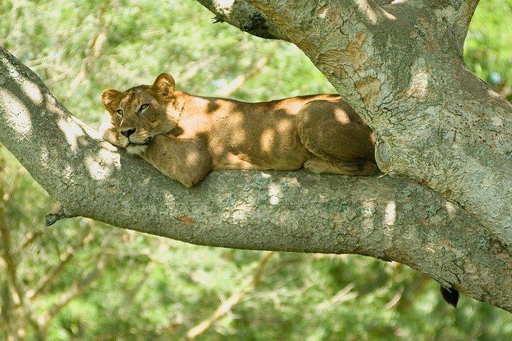 3 Tage Gruppensafari nach Queen Elizabeth Park in Uganda.