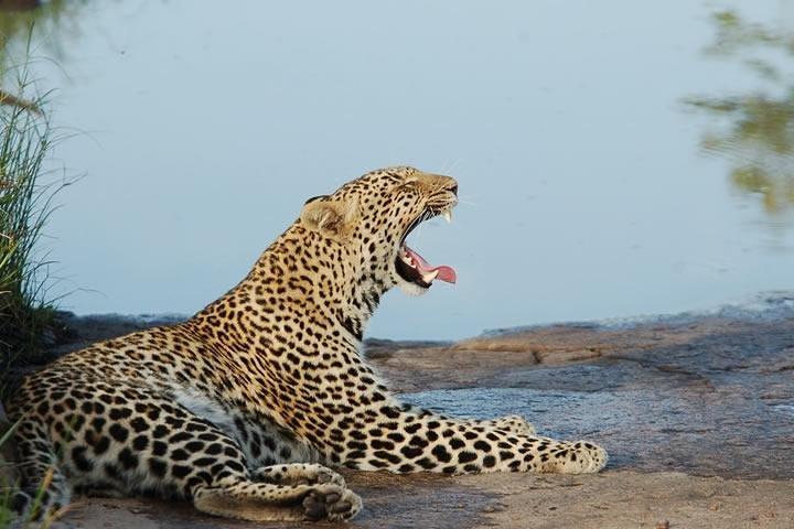 4 Días Maasai Mara Safari, 1 Noche Nairobi y 2 Noches Maasai Mara