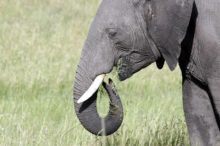 4 dias em Maasai Mara Safari, 1 noite em Nairobi e 2 noites em Maasai Mara