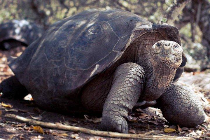 Galapagos fortryllende 3 øer (5 dage)