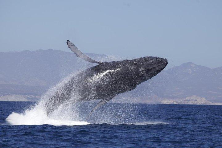 Whale Watching su 2 - Barca a livello con colazione e bevande incluse