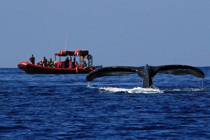 マウイ島キヘイ発ラフトによるホエールウォッチングツアー保証