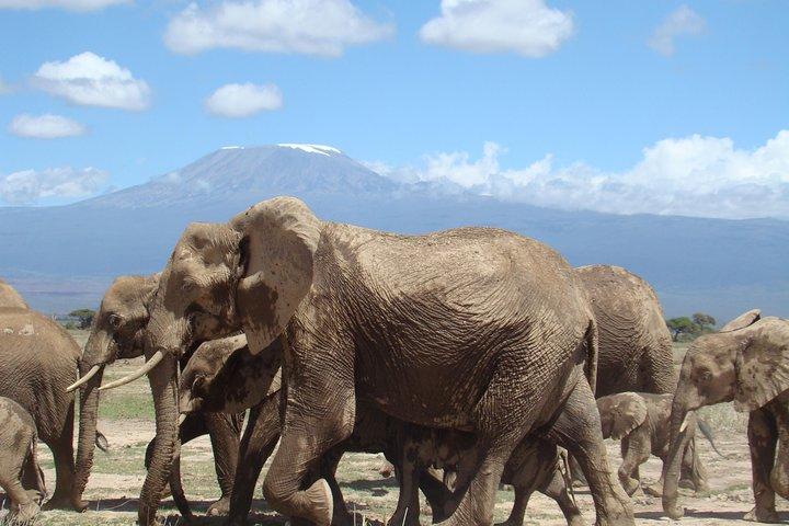 Excursion d'une journée au parc national d'Amboseli